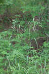 Hairy woodland brome